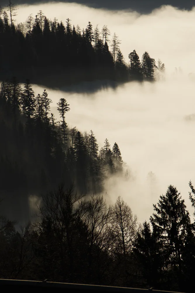 Bosque de coníferas entre niebla
