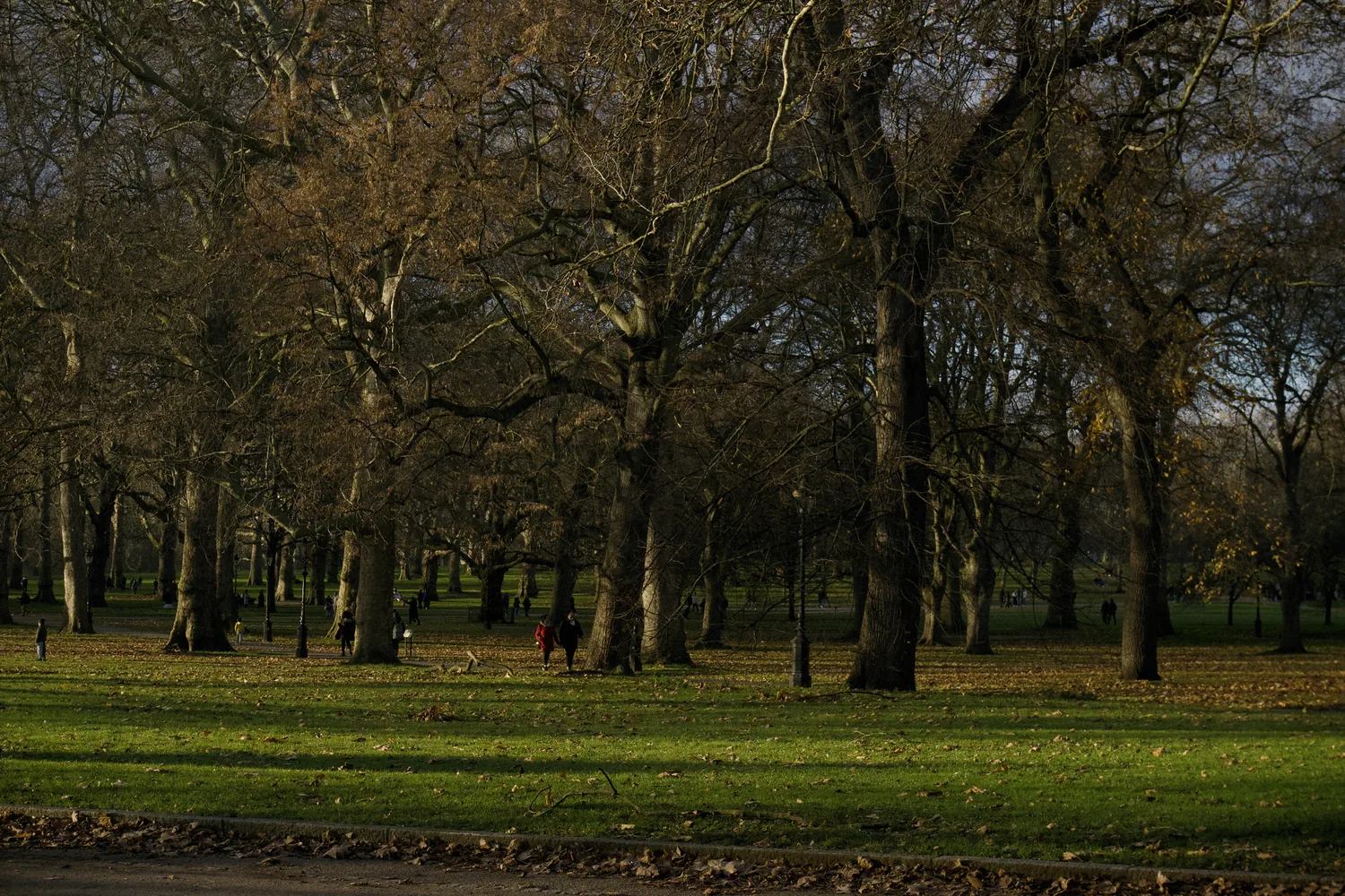 Parque con árboles sin hojas y pasto verde en invierno