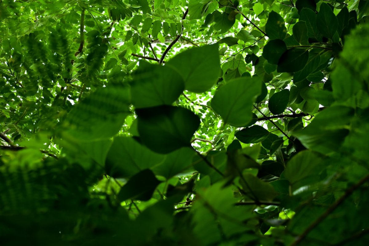 Vida Scissors — leaf reference