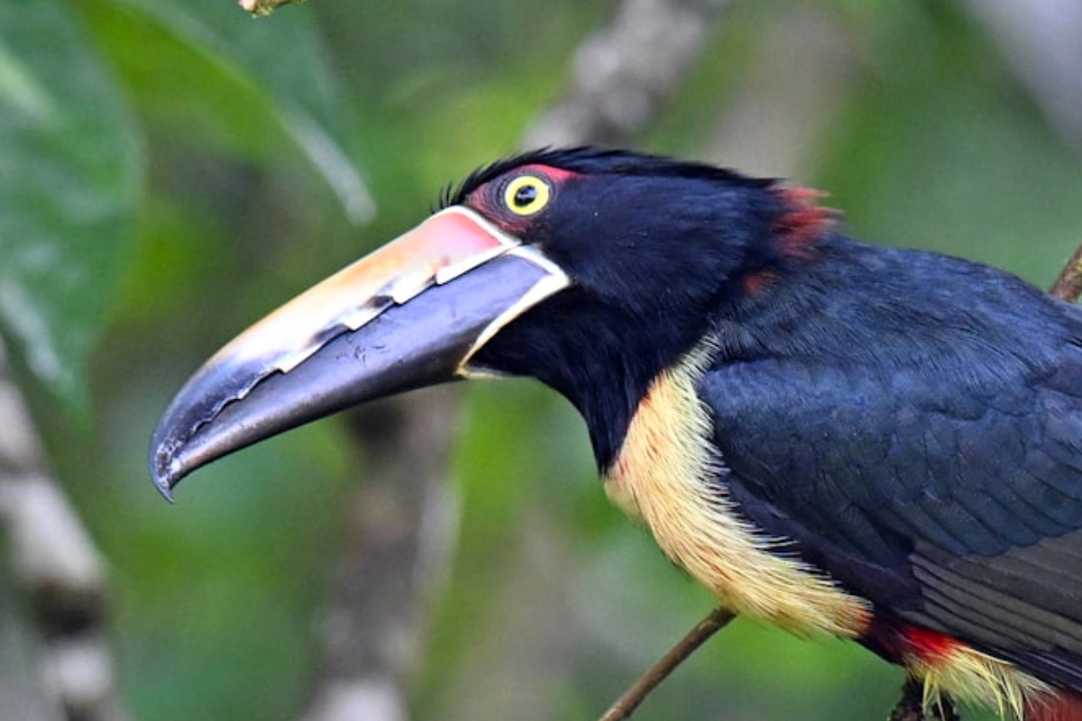Vida Scissors — bird beak reference